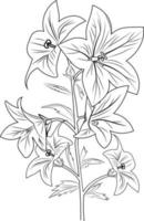 Cute flower coloring pages, flower coloring page for adults, Realistic flower coloring pages vector