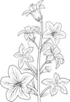 Sketch bell flower drawing, line art, vector illustration, hand-drawn pencil sketch, coloring book, and page, isolated on white background clip art. Realistic flower coloring pages