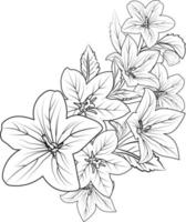 Bellflower art, vector illustration of a bouquet of Sketch virginia bluebells drawing,in hand-drawn botanical spring elements natural collection line art for coloring page isolated on white.