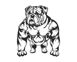 Black and White body builder Bulldog vector illustration, body builder dog vector