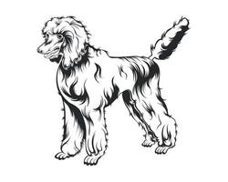 Poodle Dog Vector Illustration, Poodle breed Vector on White Background for t-shirt , logo and others