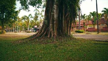 un asiático mujer corrió y inmediatamente se sentó abajo en frente de un grande sombreado árbol con verde césped en un parque video