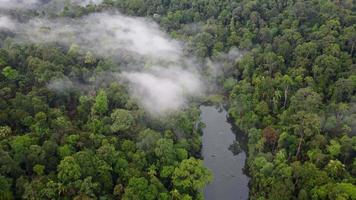 aéreo Visão baixo nuvem nebuloso dentro floresta video