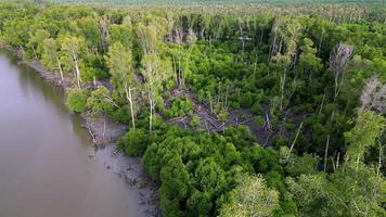 Aerial view dry mangrove tree video