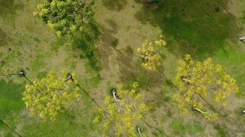 aéreo descendente y Mira abajo el verde árbol video