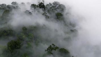 aéreo Visão mosca sobre enevoado floresta tropical video