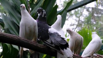 palomas pájaro estar a el árbol rama en jaula en brumoso Mañana video