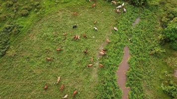 Aerial view look down group of cows and white egret birds video