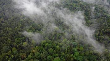 Drone shot white misty cloud over rainforest video