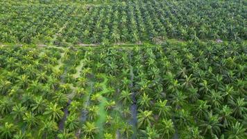 Aerial view the oil palm tree plantation video