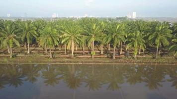 Aerial view reflection of oil palm tree video