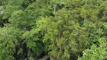 aéreo Visão a de madeira marquise andar sobre a floresta tropical video