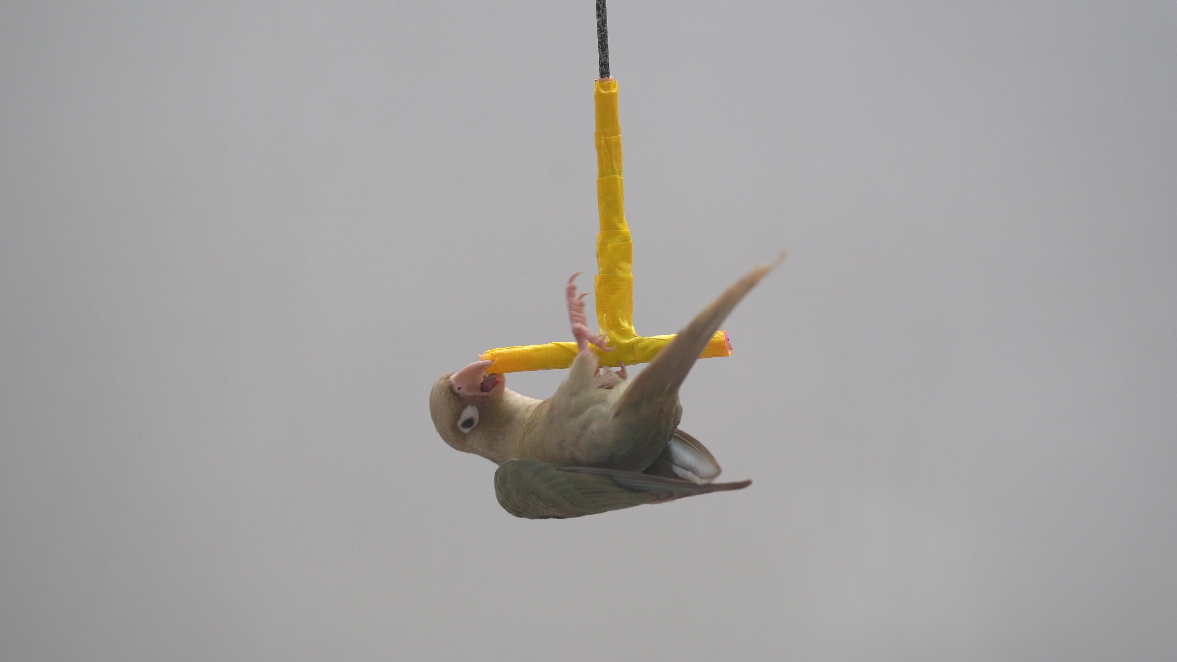 Greencheeked parakeet or greencheeked conure are playing the toys. 20539480 Stock Video at