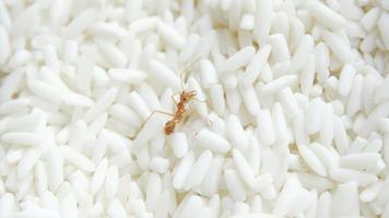 The red ant walking on rice. video