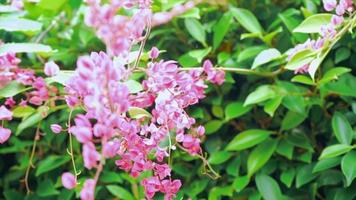 antigonon leptopus haak in natuur, bijen zijn vliegend en de wind blazen voorzichtig. 4k langzaam beweging. video