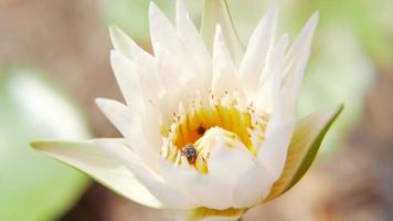 Bee eating pollen from lotus on a nature background. video