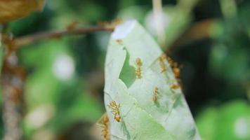 le rouge fourmis en marchant dans et en dehors de le nid. video