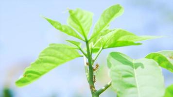 le rouge fourmi est reconnaissance sur mangue feuilles. video