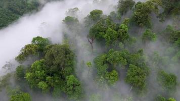 antenne baan visie groen Woud met ochtend- laag wolk video