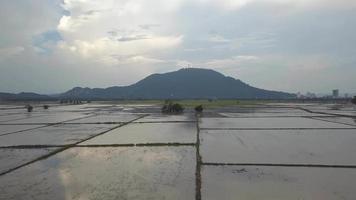 Aerial view paddy field video