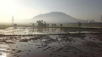 Fly over muddy wetland at paddy field toward coconut island video