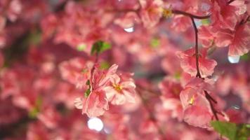 stänga upp falsk plommon blomma med skönhet ljus video