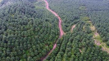 Aerial view red soil path in oil palm video