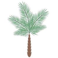 Phoenix or ravenea palm tree isolated on white background. Beautiful simple vector palm tree