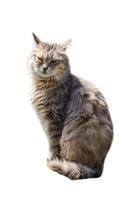 Beautiful and gorgeous cat  with white background. Beautiful cat picture animal pets wild lfie beauty.