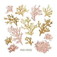 Set of hand drawn color irish moss isolated on white background. Seaweeds illustration vector