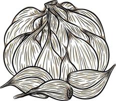 Vector hand drawn set of garlic. Herbs and spices sketch illustration