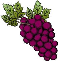 vector ilustración de grabado uvas en el rama en blanco antecedentes