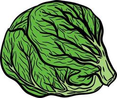 Outline hand drawn of vegetables. Cabbage, colored hand drawn illustration, isolated on white background vector