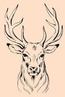 Illustration of a deer vector