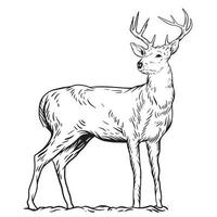 Illustration of a deer vector