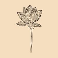 Lotus flower vector illustration with line art