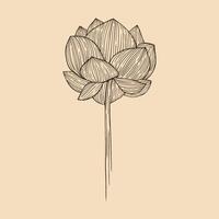 Lotus flower vector illustration with line art