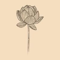 Lotus flower vector illustration with line art