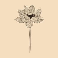 Lotus flower vector illustration with line art