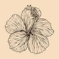 Hibiscus flower vector illustration with line art