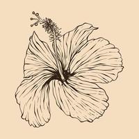 hibisco flor vector ilustración con línea Arte