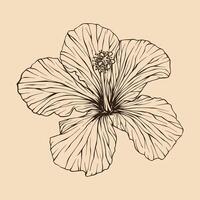 Hibiscus flower vector illustration with line art