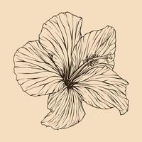 Hibiscus flower vector illustration with line art