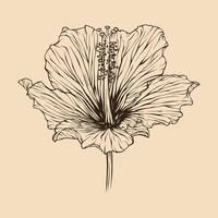 Hibiscus flower vector illustration with line art