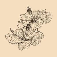 Hibiscus flower vector illustration with line art