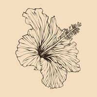 Hibiscus flower vector illustration with line art