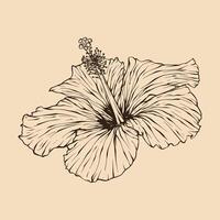 Hibiscus flower vector illustration with line art