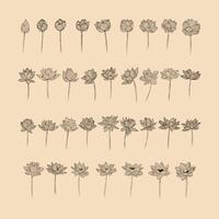 Set Lotus flower collection vector illustration with line art