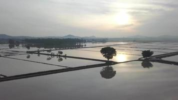 aéreo Visão silhueta árvores dentro inundar arroz campo video