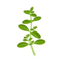 Vector illustration, Thymus vulgaris, also called thyme, isolated on white background.